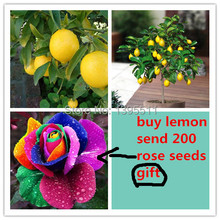 100 Lemon Tree Seeds,send 200 rainbow rose seeds as gift  Bonsai  Fruit Tree Seeds For Home Garden for  Backyard