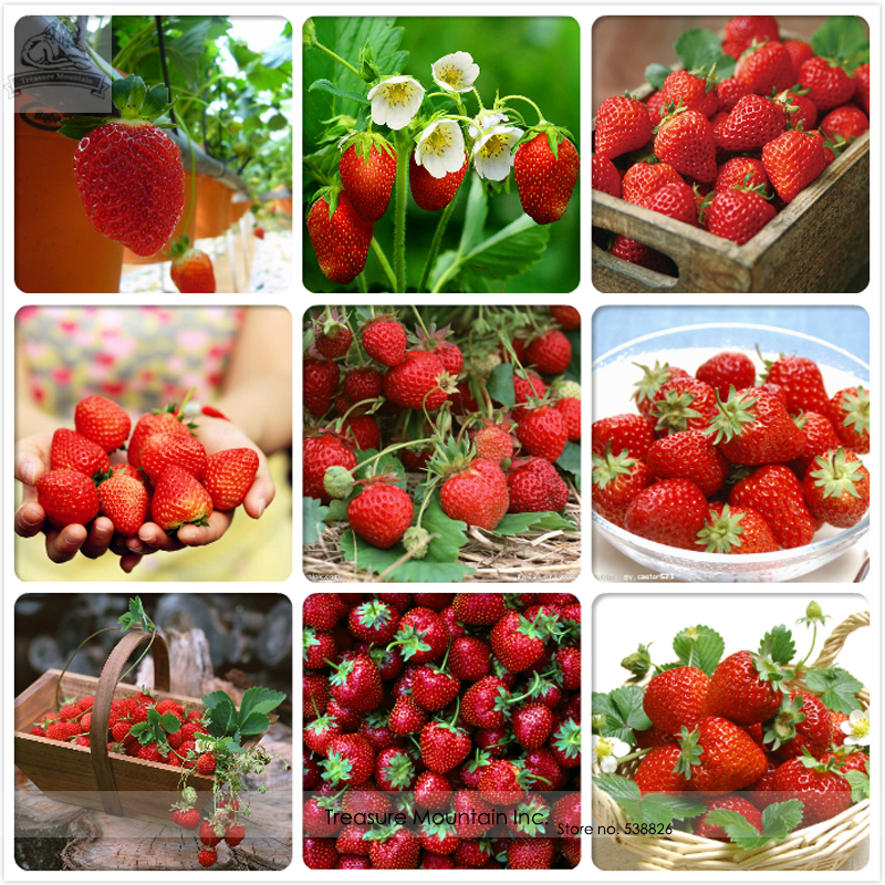 heirloom 9 varieties of red organic strawberry seeds professional pack 100 seeds pack tasty heirloom 9 varieties of red organic strawberry seeds professional pack 100 seeds pack tasty