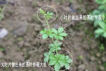 Authentic Gynostemma Pentaphyllum Herbal Tea 500g Jiaogulan Natural Wild Gynostemma Seven Leaves Herbal Tea
