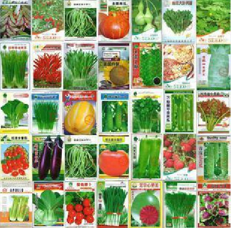 Image of 100pcs Vegetable seeds wholesale and different vegetable seed family potted balcony garden four seasons pl