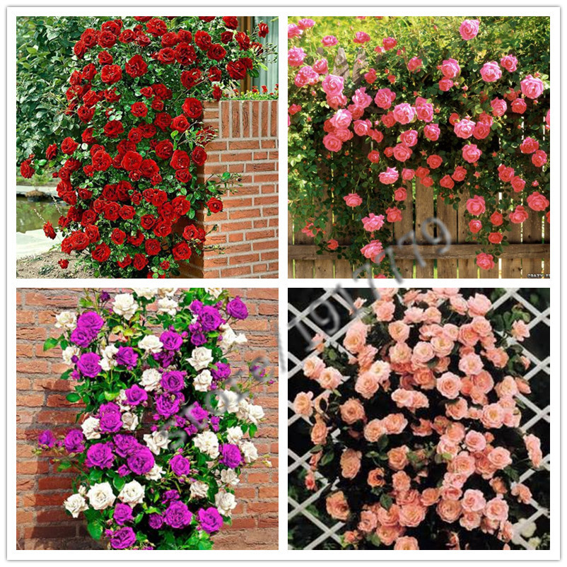 Image of 100pcs Climbing Rose seeds, rare plant rose seeds, home & garden, bonsai garden flowers. Multi-color selection