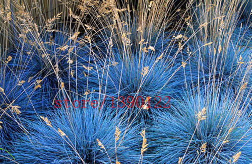 Image of 100 pcs BLUE FESCUE Fesnea Glauca Ornamental Grass perennial hardy ornamental beautiful grass 2015 new seeds for home garden