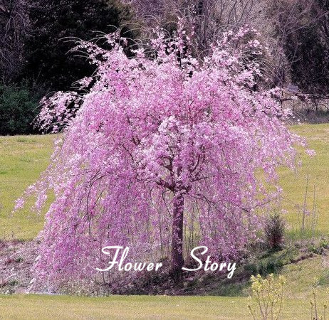 Image of 20 pink fountain weeping cherry tree Seeds DIY Home Garden Dwarf Tree Seeds Perennial Free Shipping