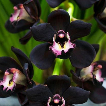 Image of 100 seeds Unique Black Cymbidium Faberi Flower Seeds Garden Flower Seeds Flowering Plants Orchid Flower Seeds