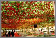200 seeds High-Quality. Vegetable seed tree tomato seeds of tomato greenhouse seeds of tomato tree climbing balcony potted