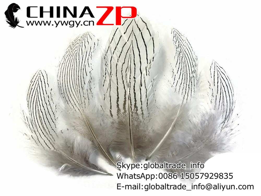 USA Feathers, 6 Pieces - LARGE NATURAL Silver Pheasant Feathers3