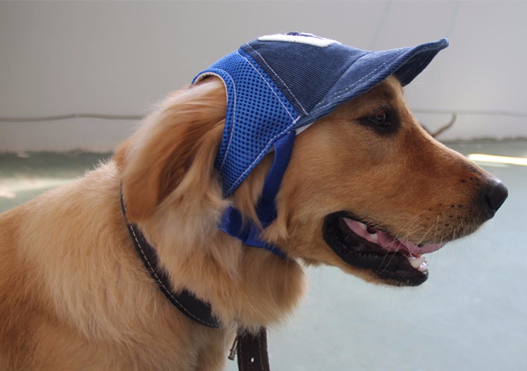 large dog hat