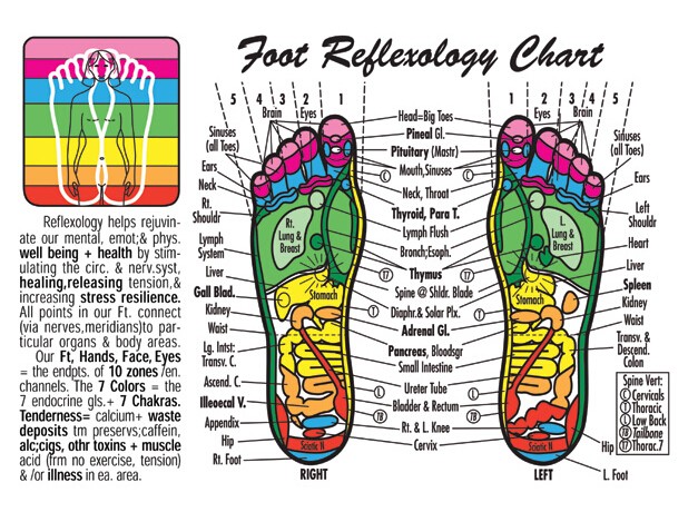 Women S Reflexology Chart