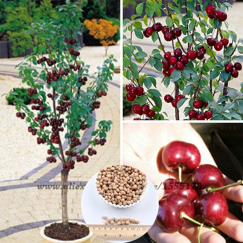 Image of 20 Pcs / Pack Sweet Sylvia Upright Cherry (prunus Avium) Self-fertile Dwarf Tree Seeds