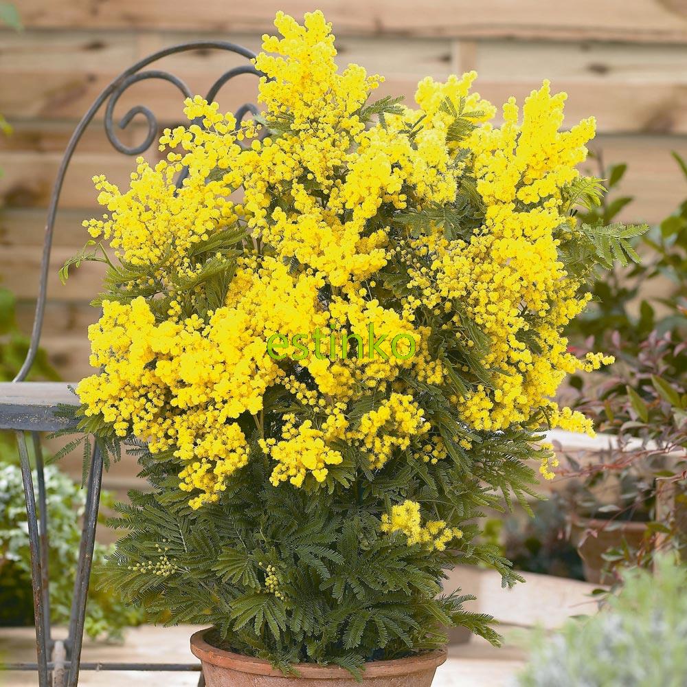 Image of 20pcs/lot Yellow Mimosa Seeds Flower Seeds Garden Bonsai Potted Plant DIY Home Garden Free Shipping