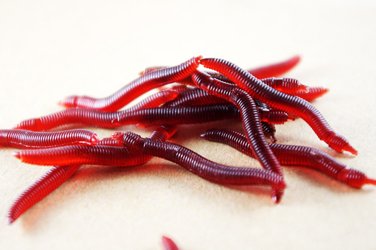 Image of 100pcs 4cm 0.4g Soft Lure Red Worms EarthWorm Fishing Baits Worms Trout Fishing Lures fishing tackle fishing spoon jigs21032-100