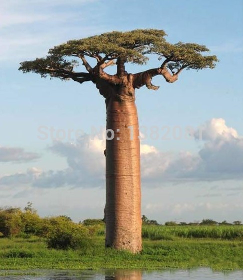 Image of 100% Genuine 10 pieces of high-quality rare baobab seeds tropical plant garden seeds free shipping Home & Garden