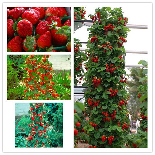 Image of 300 Climbing Red Strawberry Seeds With SALUBRIOUS TASTE * NON-GMO Strawberry Mount Everest* EDIBLE * Fruit,Heirloom Vegetables