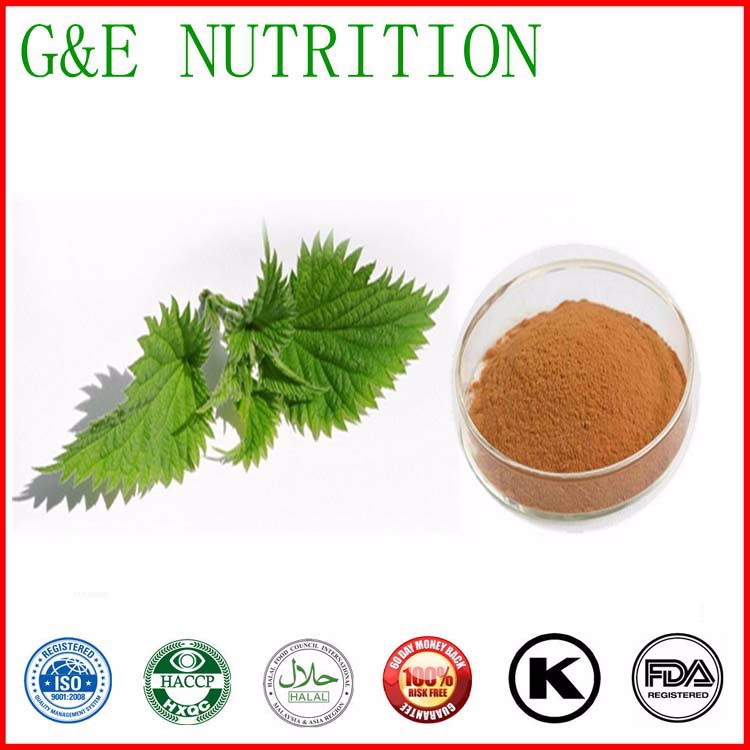 High quality natural Nettle Extract 1000g