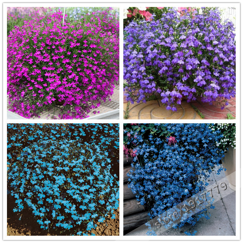 Image of 100pcs / lobelia seeds, Family Garden indoor bonsai flower seeds, Creeper, Ground Cover Chlorophytum garden landscaping