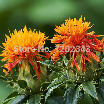FLORES DE MARIHUANA flores de marihuana:
