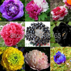 Image of 10 seeds/bag 24 Colors Peony seeds Flower pots planters peonies seed Bonsai plants Seeds for home & garden