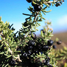 Free Shipping Lycium Ruthenicum Murr Qinghai Premium Wild Black Goji Medlar Tonic Tea Herbal Teas 100g