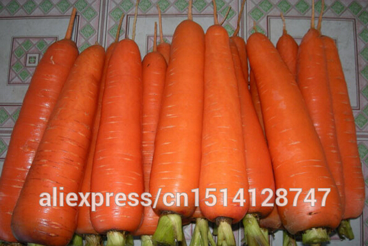    Daucus carota,  ,  Wucun ,  50 