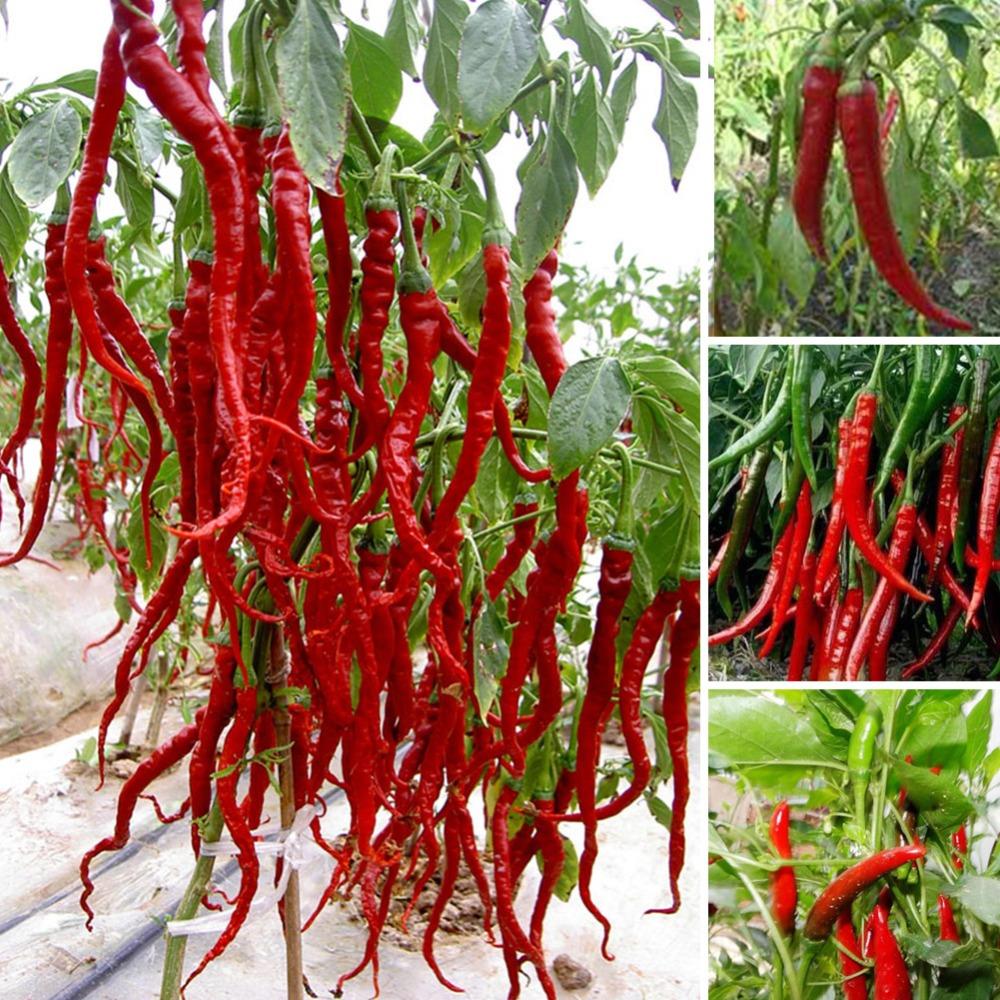 Image of free ship New Arrival 100seeds Giant Spices Spicy Red Chili Hot Pepper Seeds Plants