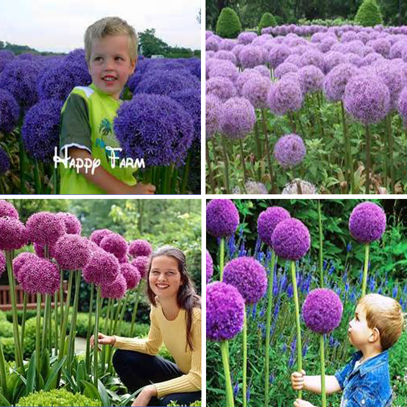 Image of 11.11mix colors 100 pcs Giant Allium Giganteum seeds purple Allium organic gorgeous flower for garden decoration gift for kid