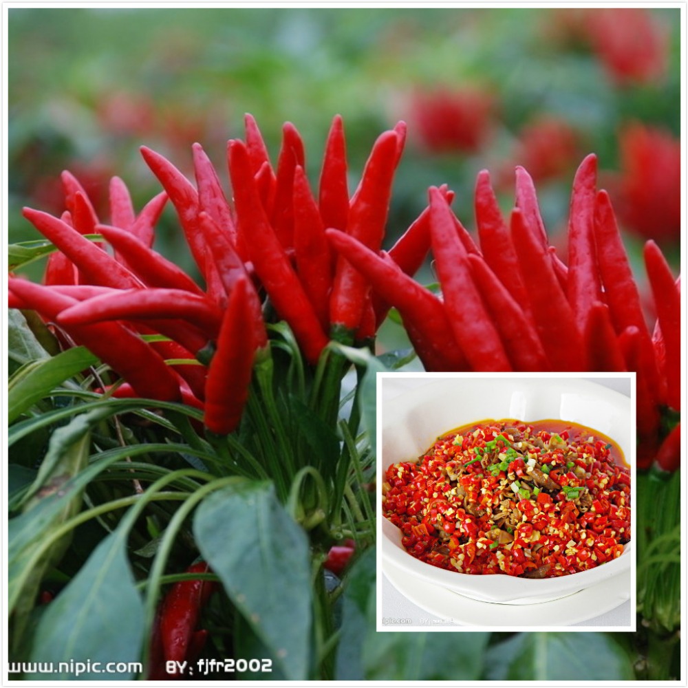 trinidad moruga scorpion seeds reviews online shopping trinidad moruga scorpion seeds reviews online shopping