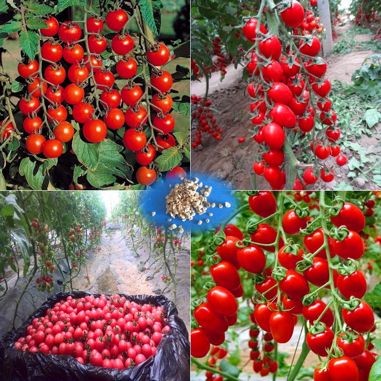 Image of 200 - Greek tomato seeds heirloom sweet gardening seeds plants non gmo vegetable seeds for home garden planting sent gift