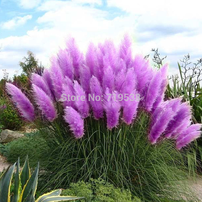 Image of Beautiful Flowers seed Rare Purple Pampas Grass Garden plant Flowers Cortaderia Selloana Flower seeds,20pcs
