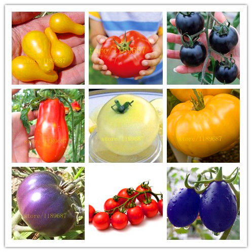 Image of 200 pcs tomato seeds new 9 color vegetable tomato cherry tomato seeds Heirloom Open Pollinated Tomato NO-GMO seeds