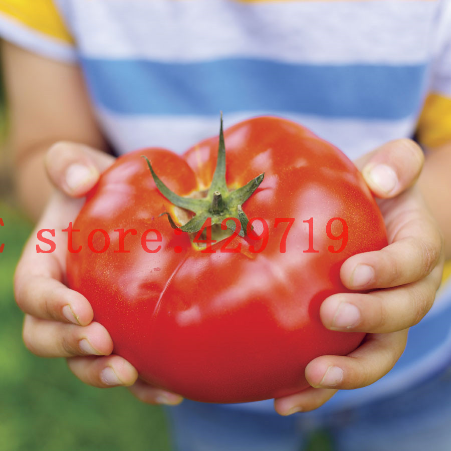 Image of 200 pcs Big Beef Hybrid Tomato Seeds giant tomato vegetable and fruit seeds for home garden NO-GMO buy-direct-from-china