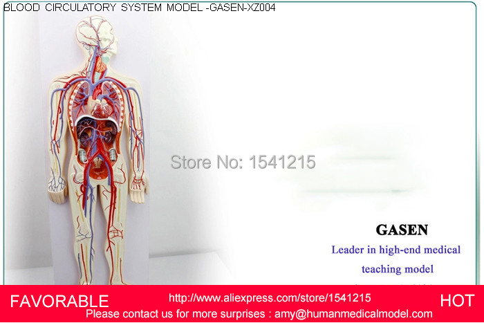 Kan Dolasimi Simulasyon Insan Anatomik Kan Dolasim Sistemi Anatomisi Kan Dolasim Sistemi Model Gasen Xz004 Human Anatomical Human Anatomyblood Human Aliexpress