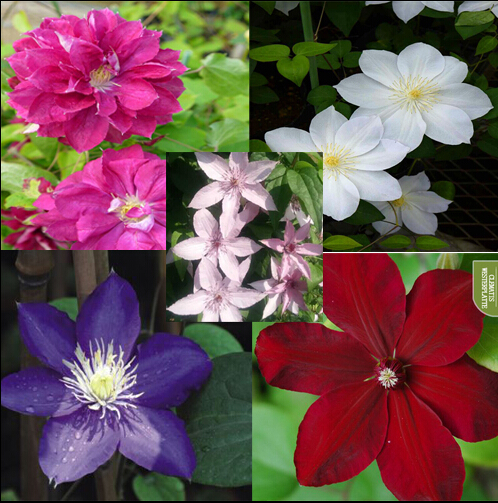 Image of Vine Clematis potted clematis garden flowers, clematis seeds, 20 seeds/bag