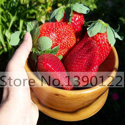 Image of 300/bag Giant Strawberry Seeds, Rare, Big as a Peach, Fragaria ananassa L. Maximus Strawberry fruit seeds for home garden