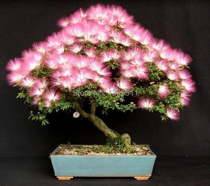 Image of 10 pieces bonsai Albizia Flower seeds called Mimosa Silk Tree ,seeds for flower potted plants free shipping ornamental-plant