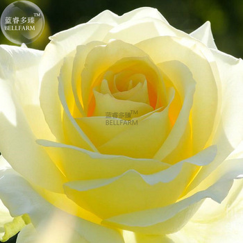 BELLFARM Rose Bright Light Yellow Big Blooms Flower Seeds, 50 Seeds, flower diameter 13cm light fragrant E4264