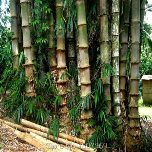 Bambous à identifier Livraison-gratuite-200-pcs-frais-géant-Bambou-Graines-pour-le-jardin-de-DIY-Ménage-Arbre-Graines