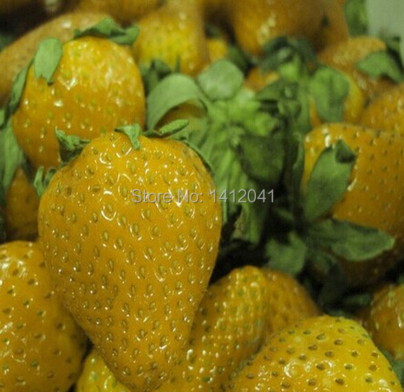 Yellow strawberry coupons