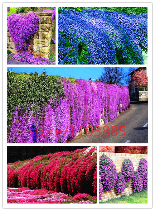 Image of 100 pcs rock cress seeds PERENNIAL FLOWERING GROUNDCOVER SEEDS rare flower seed for home garden
