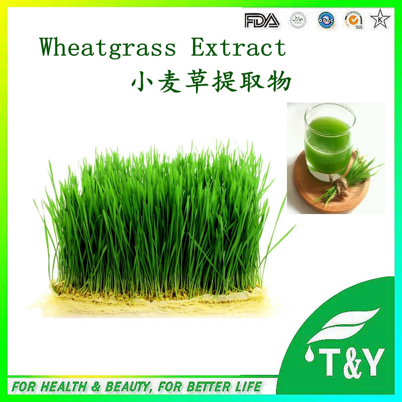 Hot sale Plant extract Wheat protein extract/Wheatgrass juice extract/Wheat grass plant extract 700g/lot