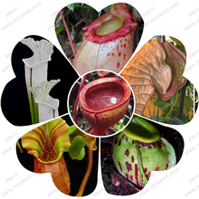 nepenthes plant seed  Nepenthes seeds  flytrap plant seeds  50 particles / bag