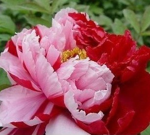 Купить Пион семена двойной цвета желто-розовый фиолетовый пион цветок ...