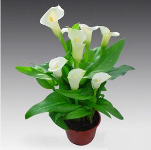 Promotions Bonsai and Colorful Calla Lily Seed Rare Plants Flowers Seeds not Calla Lily Bulbs 50