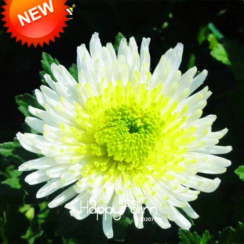 .com : Buy Time Limit!!100 pcs/lot Bicolor Green White Chrysanthemum 