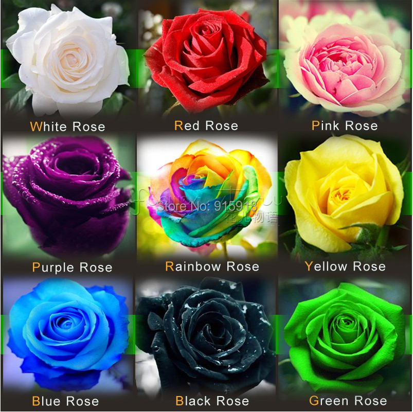 Image of (THIS ORDER INCLUDE 9 PACKS EACH COLOR 50 SEEDS)CHINESE ROSE SEEDS - Rainbow Pink Black White Red Purple Green Blue Rose Seeds