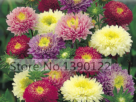 Image of 100/bag rare flower aster seeds CALLISTEPHUS CHINENSIS stunning mixed color flower seeds for home garden decoration