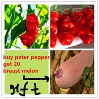 100-bag-Penis-Chill-Red-Hot-Peter-Pepper-seeds-send-20pcs-breast-melon-Vietnam-milk-melon.jpg_200x200