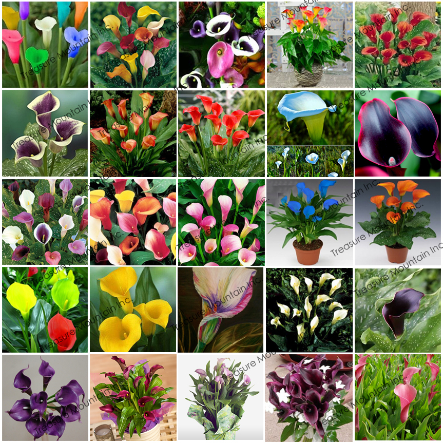 pictures of lily pdf