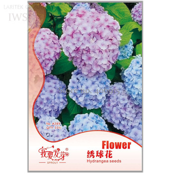 Pink Blue Pink Hydrangea Paniculata Grandiflora, Original Pack, 15 seeds, Rare Big Flowers light up your garden IWSA289