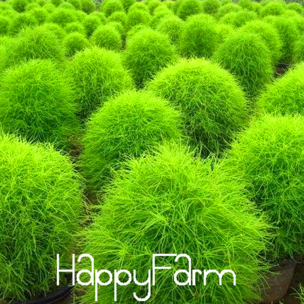 aliexpress com buy 50 pieces lot grass seeds perennial grass burning bush kochia scoparia aliexpress com buy 50 pieces lot grass seeds perennial grass burning bush kochia scoparia