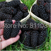 Image of 20 Seeds / Pack, Black Mulberry Seeds Morus Nigra Tree Garden Bush Seed DIY home garden free shipping